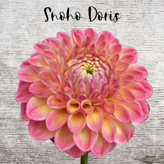 Snoho Doris Dahia Tuber