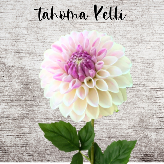 Tahoma Kelli Dahlia Tuber