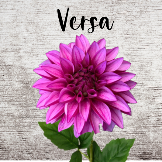 Versa Dahlia Tuber