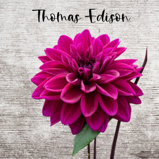 Thomas Edison Dahlia Tuber