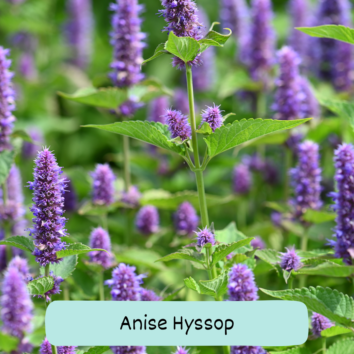 Anise Hyssop