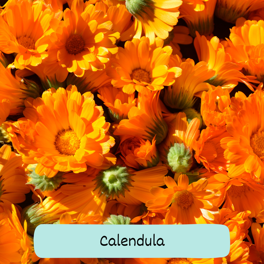 Calendula Pollinator Mix Seeds