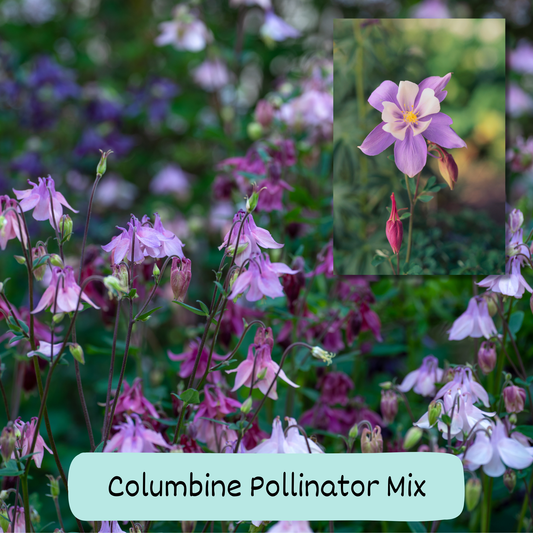 Columbine Pollinator Mix Seeds