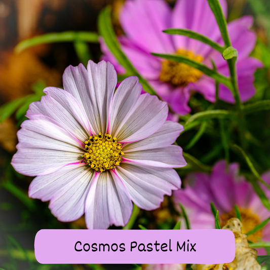Cosmos Pastel Mix Seeds