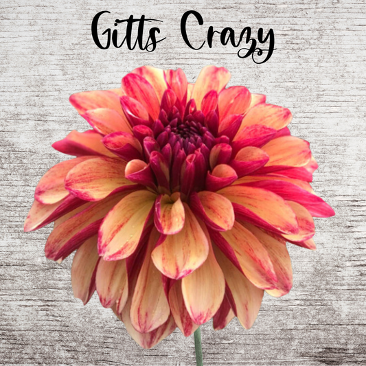Gitts Crazy