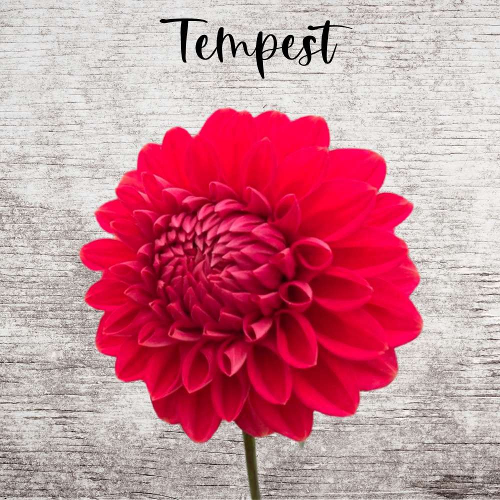 Tempest Dahlia Tuber