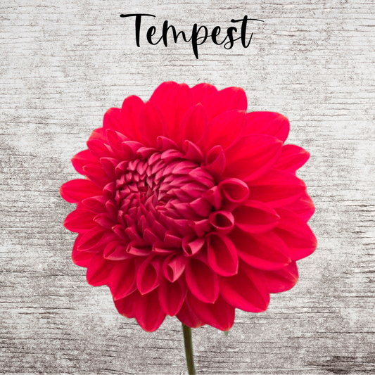 Tempest Dahlia Tuber