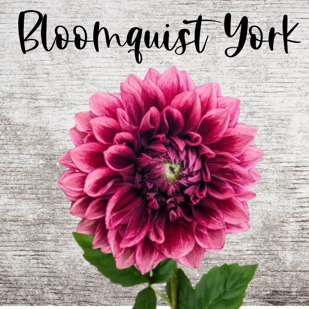 Bloomquist York Dahlia