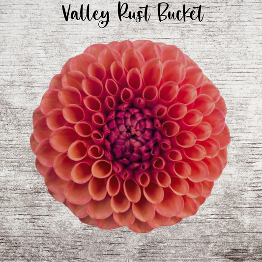 Valley Rust Bucket Dahlia Tuber