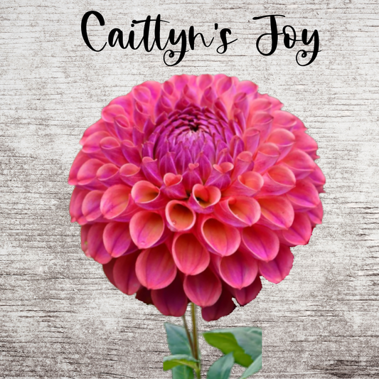 Caitlyn's Joy Dahlia tuber