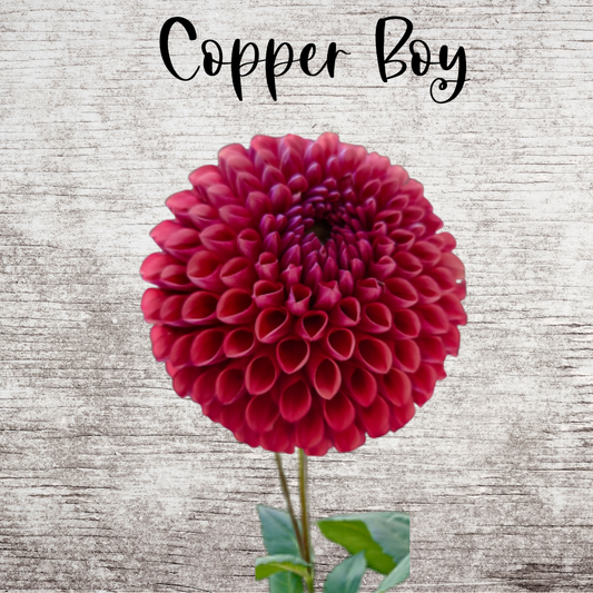 Copper Boy Dahlia Tuber