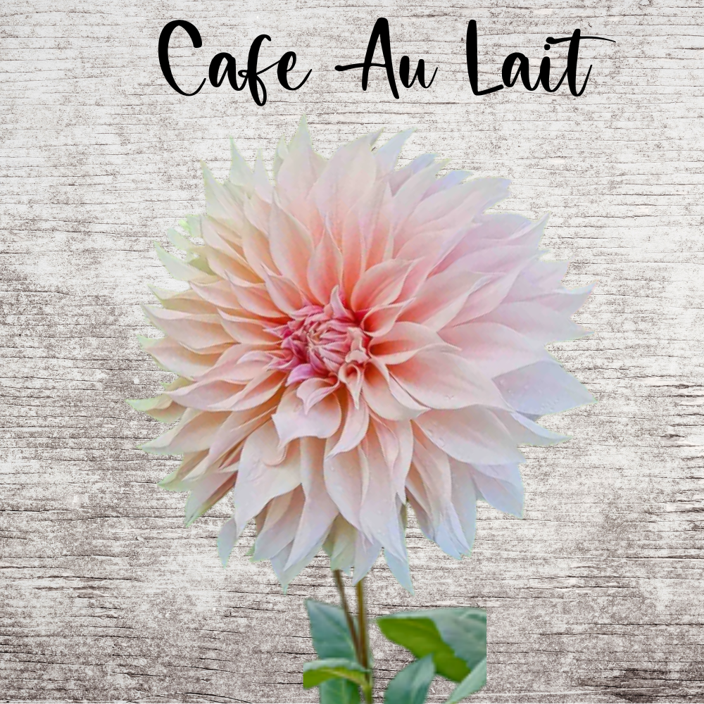 Cafe Au Lait
