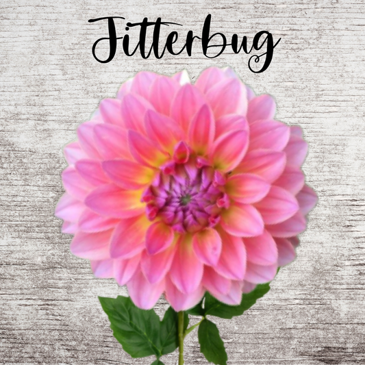 Jitterbug Dahlia Tube
