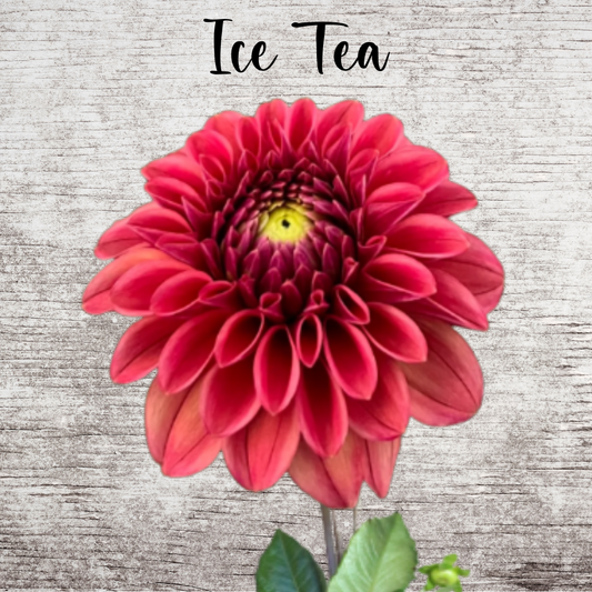 Ice Tea Dahlia Tuber