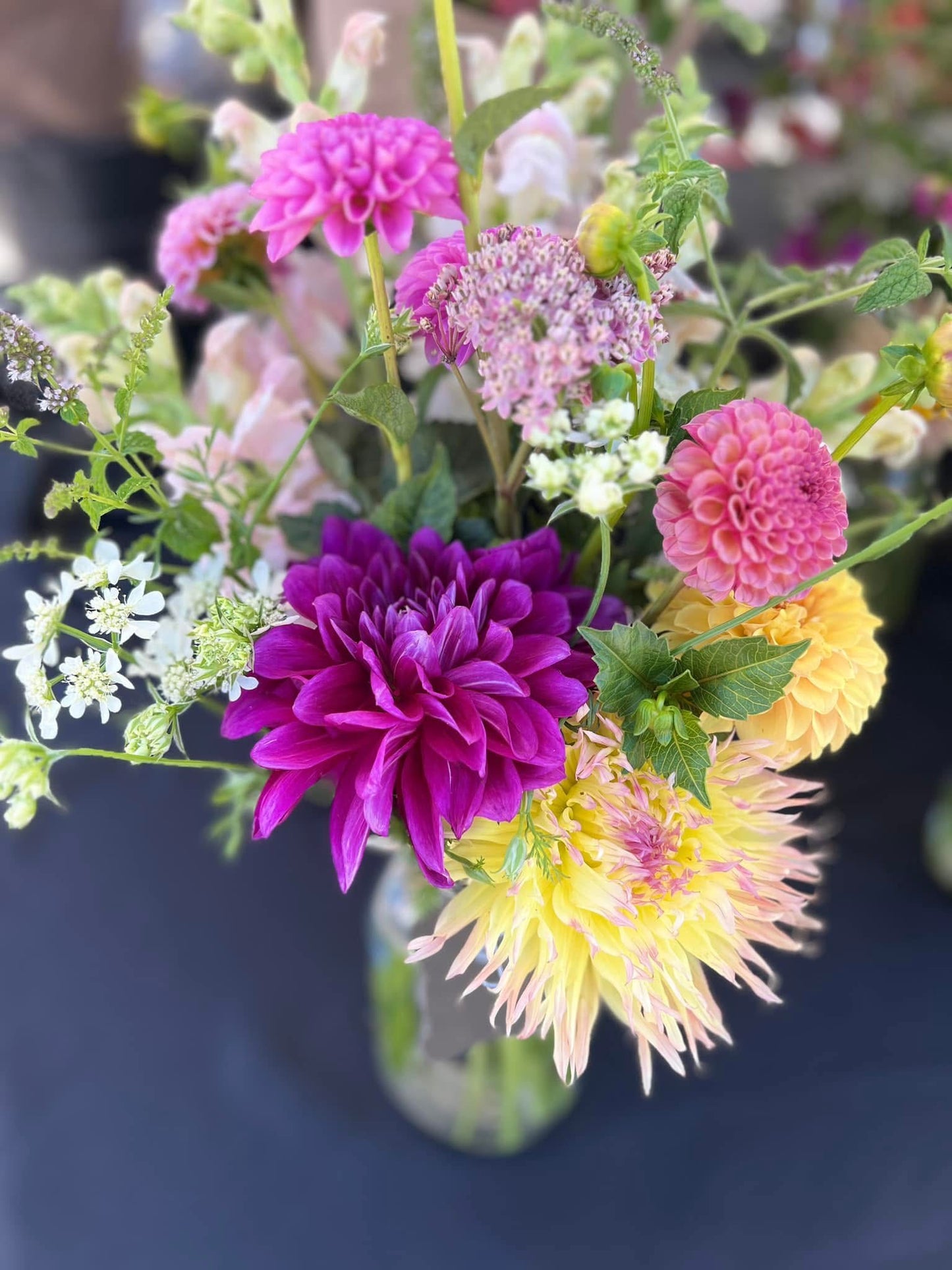 Thomas Edison Dahlia Tuber