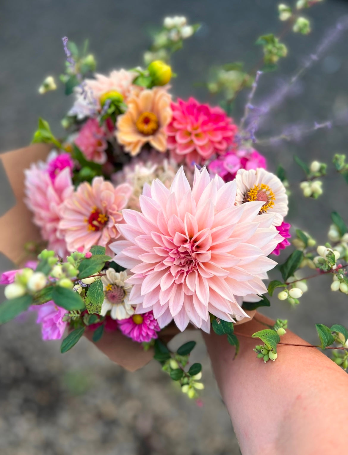 Cafe Au Lait Mini Dahlia Tuber