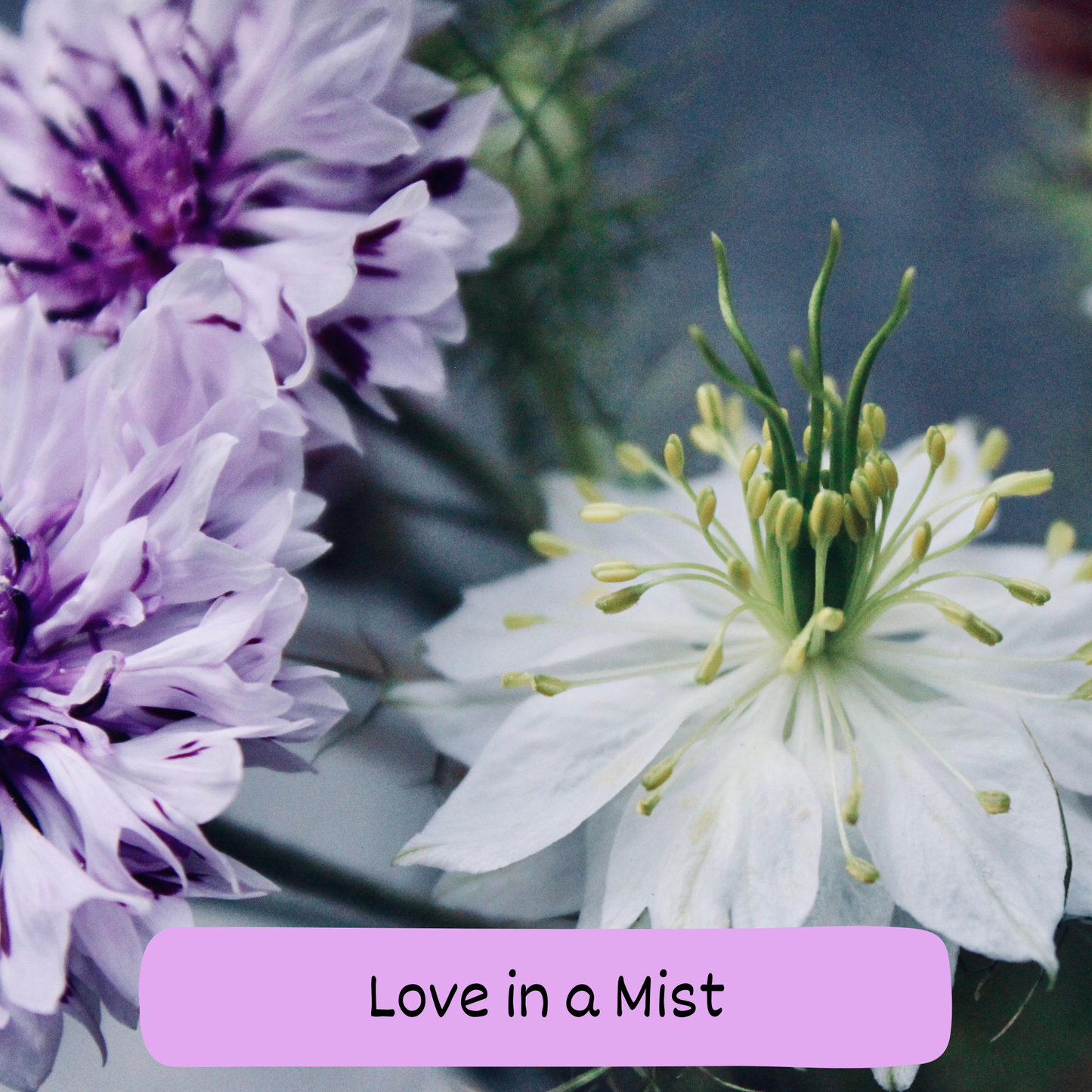 Love in a Mist Pollinator Mix Seeds