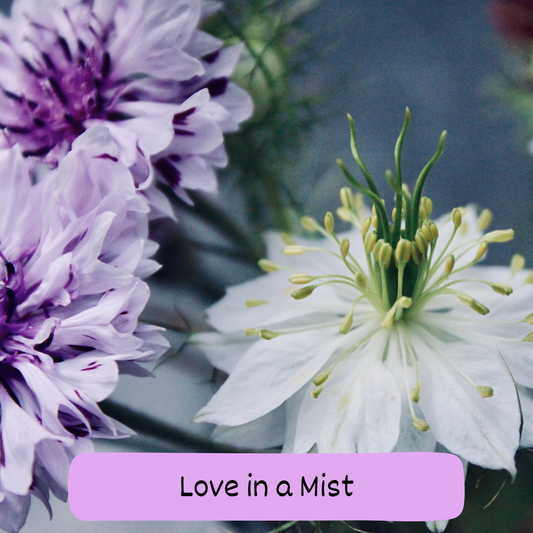 Love in a Mist Pollinator Mix Seeds