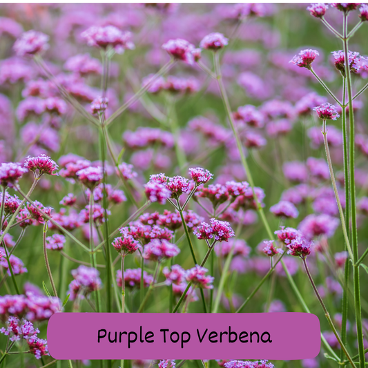 Purple top Verbena Seeds