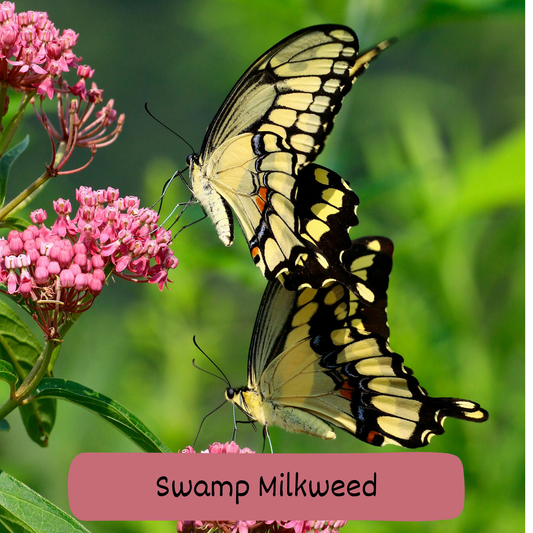 Swamp Milkweed Seeds